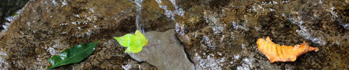 Transparent running water or waterfall. Water and autumn leaves on stones. Take care of nature while traveling or picnicking. The concept of environmental protection.Selective focus,copy space. Banner