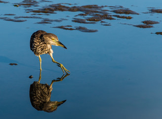 Female black crowned night heron wading carefully on a shallow mud flat.