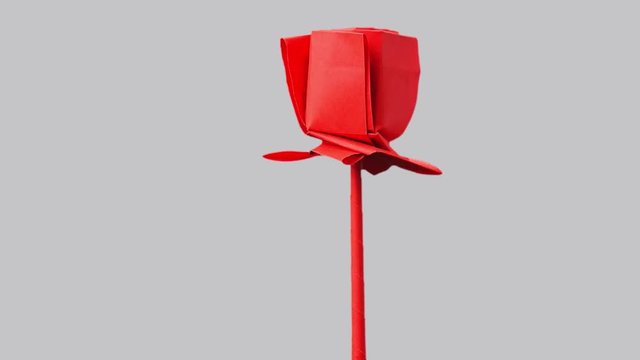 Red origami flower on grey background. Red origami rose exposition and rotating.