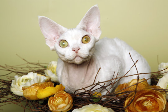 Devon Rex Cat in a Bed of Flowers