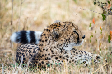 cheetah