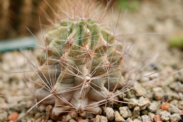 Close up cactus in garden