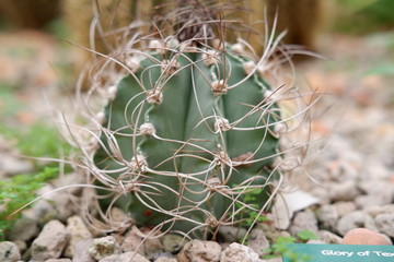 Naklejka na ściany i meble cactus in garden
