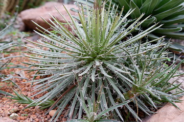 Close up cactus in garden