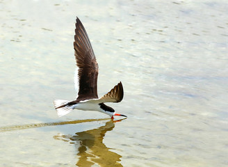 Black Skimmer flies low plowing the water, snapping the bill shut when it contacts a fish.
