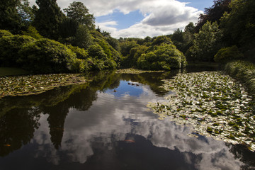 Fototapeta na wymiar Ornamental Pond Sky Reflection