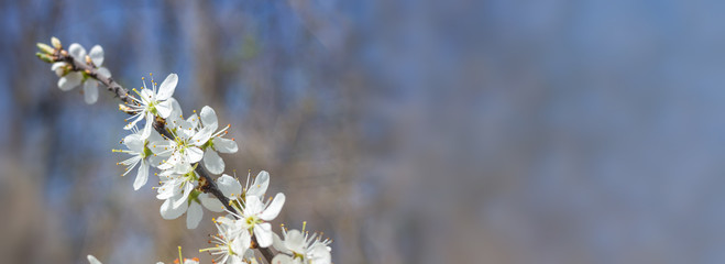 Cherry tree macro