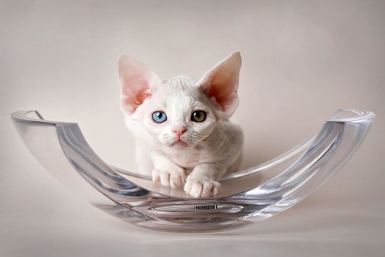 Odd Eyed Devon Rex Kitten in Crystal Bowl