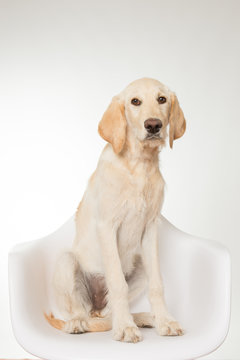 Yellow lab puppy on white chair