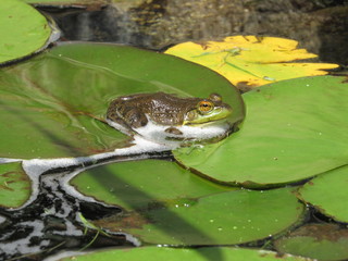 A frog resting on top of a lily pad in a man made pond 