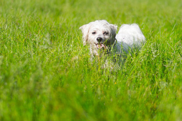 Fototapeta premium White dog field