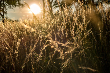 Fototapeta premium Golden hour and hay grass
