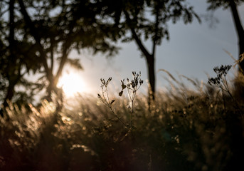 Golden hour and hay grass