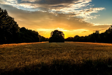 Golden hour and field with grain