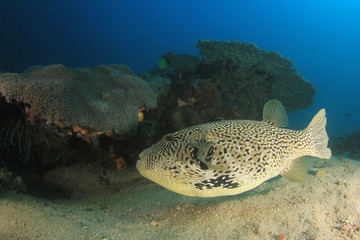 Puffer fish