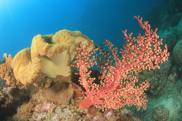 Naklejka premium Coral reef underwater 