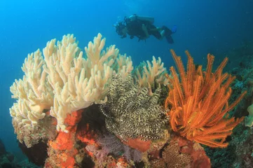 Gordijnen Scuba dive coral reef  © Richard Carey