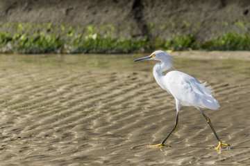 Garça-branca-pequena - Egretta thula