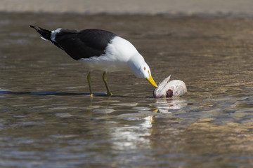 Gaivotão - Larus dominicanus