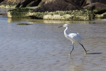 Garça-branca-pequena - Egretta thula