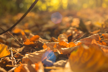 Autumn leaves in forest