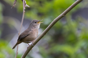 Corruíra - Troglodytes musculus