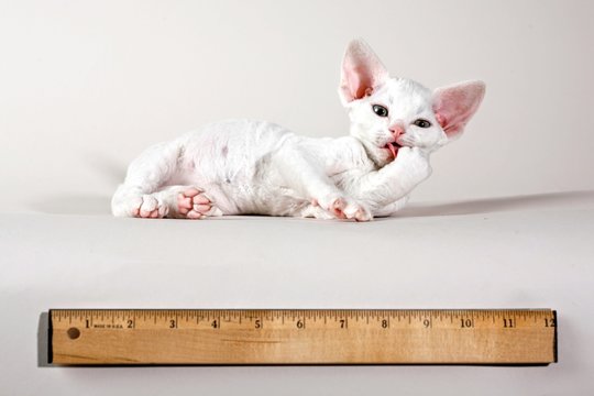 Devon Rex Kitten with Ruler