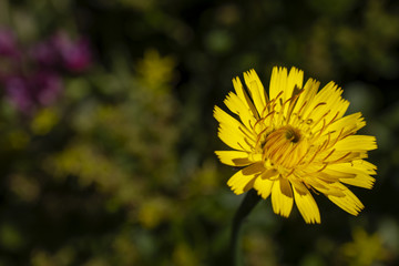 Reaching for the sunshine