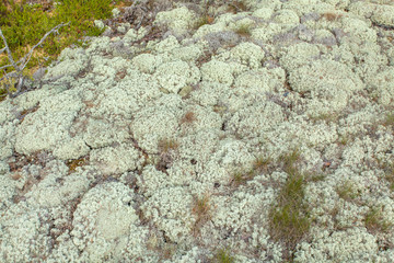 white moss in the Karelian forest
