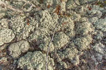 white moss in the Karelian forest
