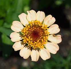 Summer Bloom 2