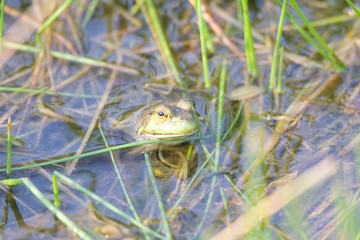 Shiloh Ranch Regional California bullfrog.  The park includes oak woodlands, forests of mixed evergreens, ridges with sweeping views of the Santa Rosa Plain, canyons, rolling hills, and a pond. 
