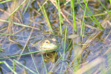 Shiloh Ranch Regional California bullfrog.  The park includes oak woodlands, forests of mixed evergreens, ridges with sweeping views of the Santa Rosa Plain, canyons, rolling hills, and a pond. 