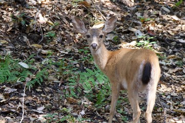 Shiloh Ranch Regional California deer.  The park includes oak woodlands, forests of mixed evergreens, ridges with sweeping views of the Santa Rosa Plain, canyons, rolling hills, a shaded creek