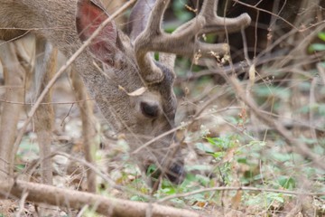 Shiloh Ranch Regional California deer.  The park includes oak woodlands, forests of mixed evergreens, ridges with sweeping views of the Santa Rosa Plain, canyons, rolling hills, a shaded creek