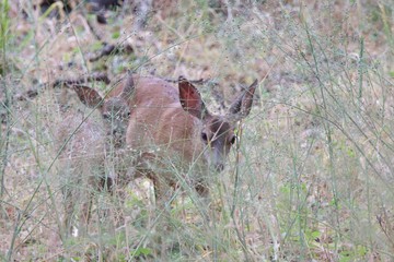 Shiloh Ranch Regional California deer.  The park includes oak woodlands, forests of mixed evergreens, ridges with sweeping views of the Santa Rosa Plain, canyons, rolling hills, a shaded creek