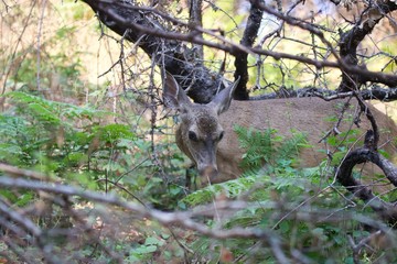Shiloh Ranch Regional California deer.  The park includes oak woodlands, forests of mixed evergreens, ridges with sweeping views of the Santa Rosa Plain, canyons, rolling hills, a shaded creek