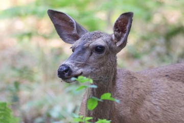 Shiloh Ranch Regional California deer.  The park includes oak woodlands, forests of mixed evergreens, ridges with sweeping views of the Santa Rosa Plain, canyons, rolling hills, a shaded creek