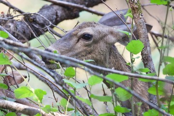 Shiloh Ranch Regional California deer.  The park includes oak woodlands, forests of mixed evergreens, ridges with sweeping views of the Santa Rosa Plain, canyons, rolling hills, a shaded creek