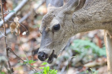 Shiloh Ranch Regional California deer.  The park includes oak woodlands, forests of mixed evergreens, ridges with sweeping views of the Santa Rosa Plain, canyons, rolling hills, a shaded creek