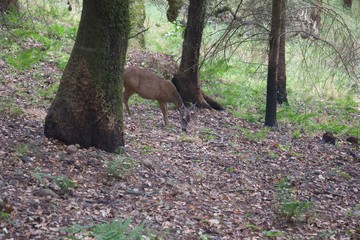 Shiloh Ranch Regional California deer.  The park includes oak woodlands, forests of mixed evergreens, ridges with sweeping views of the Santa Rosa Plain, canyons, rolling hills, a shaded creek