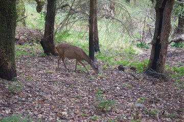 Shiloh Ranch Regional California deer.  The park includes oak woodlands, forests of mixed evergreens, ridges with sweeping views of the Santa Rosa Plain, canyons, rolling hills, a shaded creek