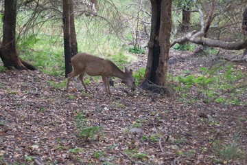 Shiloh Ranch Regional California deer.  The park includes oak woodlands, forests of mixed evergreens, ridges with sweeping views of the Santa Rosa Plain, canyons, rolling hills, a shaded creek