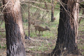 Shiloh Ranch Regional California deer.  The park includes oak woodlands, forests of mixed evergreens, ridges with sweeping views of the Santa Rosa Plain, canyons, rolling hills, a shaded creek