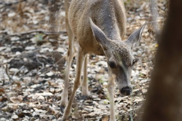 Shiloh Ranch Regional California deer.  The park includes oak woodlands, forests of mixed evergreens, ridges with sweeping views of the Santa Rosa Plain, canyons, rolling hills, a shaded creek
