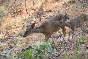 Shiloh Ranch Regional California deer.  The park includes oak woodlands, forests of mixed evergreens, ridges with sweeping views of the Santa Rosa Plain, canyons, rolling hills, a shaded creek,