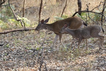 Shiloh Ranch Regional California deer.  The park includes oak woodlands, forests of mixed evergreens, ridges with sweeping views of the Santa Rosa Plain, canyons, rolling hills, a shaded creek,