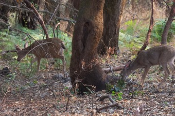 Shiloh Ranch Regional California deer.  The park includes oak woodlands, forests of mixed evergreens, ridges with sweeping views of the Santa Rosa Plain, canyons, rolling hills, a shaded creek,