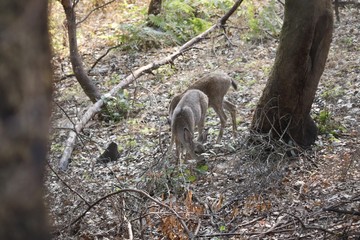 Shiloh Ranch Regional California deer.  The park includes oak woodlands, forests of mixed evergreens, ridges with sweeping views of the Santa Rosa Plain, canyons, rolling hills, a shaded creek,