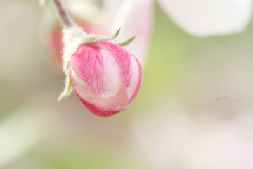 Obraz na płótnie Canvas pink apple flower bud